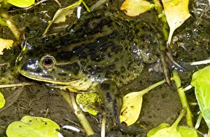 Vulnerable Wildlife Species Drucke: Chilean Widemouth Frog