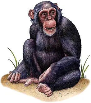 Mammal Drawings Drucke: Chimpanzee