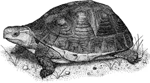 Gerahmter Druck : Chinesischer Schließer-Schildkröte Gerahmter Druck : Chinesischer Schließer-Schildkröte