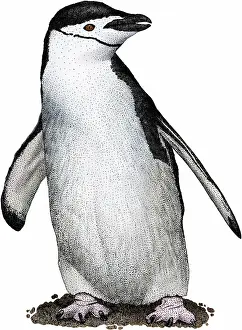 Flightless Seabirds Drucke: Chinstrap penguin