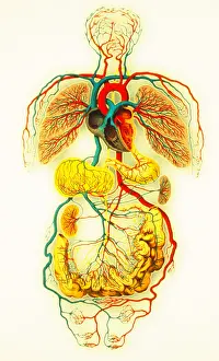 Circulatory System Diagram Drucke: Circulatory system