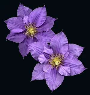 Flowering Plants Images Drucke: Clematis