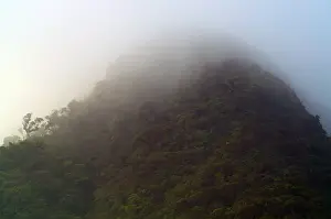 Cloud Forest Panama Drucke: Cloud Forest