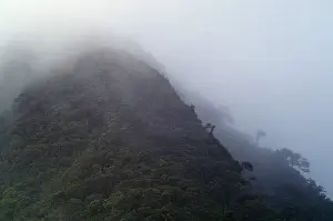 Central America Nature Drucke: Cloud Forest