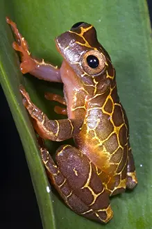 Tree Frog Species Drucke: Clown Tree Frog