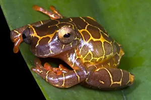 Tree Frog Species Drucke: Clown Tree Frog