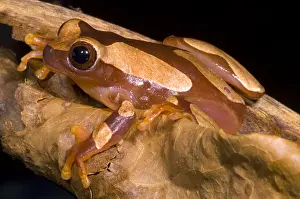 South American Animals Drucke: Clown Tree Frog