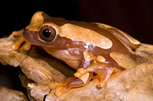 South American Nature Photos Drucke: Clown Tree Frog