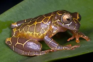 Tree Frog Species Drucke: Clown Tree Frog