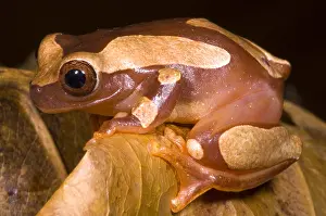 Ecuadorian Rainforest Animals Drucke: Clown Tree Frog
