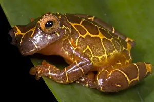 Tropical Rainforest Frogs Drucke: Clown Tree Frog