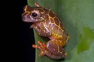 Tree Frog Species Drucke: Clown Tree Frog
