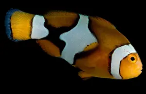 Tropical Sea Creatures Drucke: Clownfish