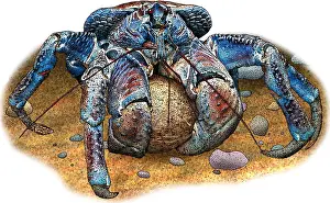 Wildlife Illustrations Drucke: Coconut Crab