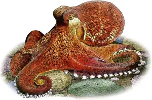 Wildlife Illustrations Drucke: Coconut Octopus