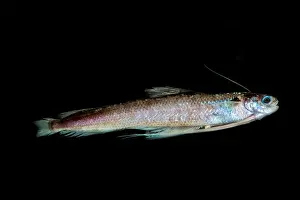 Deep Sea Fish Drucke: Codlet, Bregmacerotidae