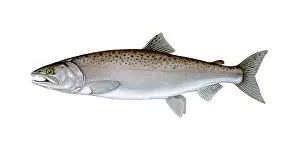 Aquatic Life Images Drucke: Coho Salmon