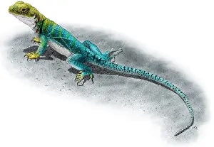 Kragenleguane
