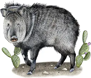 Gerahmter Druck : Kragenwildschwein