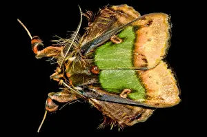South American Insects Drucke: Colorful Cryptic Moth