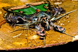 South American Insects Drucke: Colorful Cryptic Moth