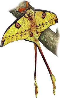 Lepidoptera Images Drucke: Comet moth