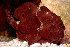 Tropical Reef Fish Drucke: Commerson's Frogfish