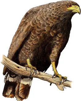 Grauer Schlangenhabicht