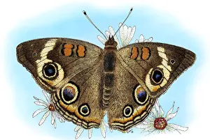 Arthropod Illustrations Drucke: Common Buckeye Butterfly