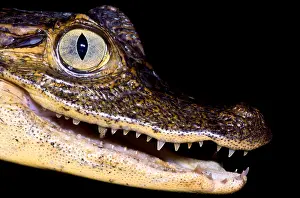 Costa Rica Fauna Drucke: Common Caiman