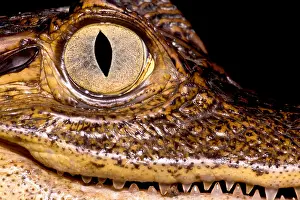 Central America Animals Drucke: Common Caiman Eye