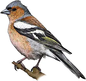 European Bird Art Drucke: Common Chaffinch