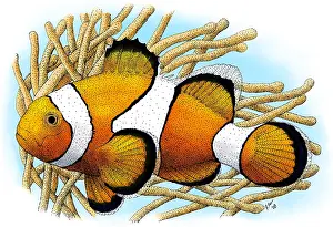 Marine Life Artwork Drucke: Common Clownfish