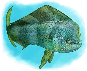 Wildlife Illustration Drucke: Common Dolphinfish