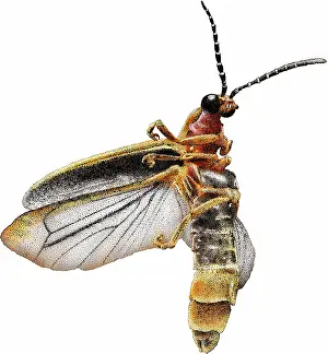 North American Insects Drucke: Common Eastern Firefly