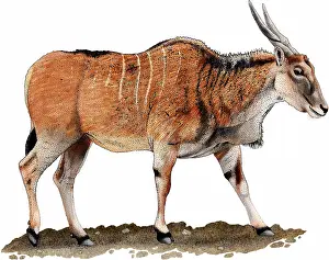 African Antelope Drucke: Common eland
