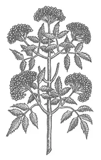 Historical Plant Illustration Drucke: Common Elder Tree
