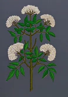 Historical Plant Drawings Drucke: Common Elder Tree