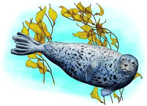 American Mammals Drucke: Common Harbor Seal