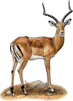 African Wildlife Art Drucke: Common Impala