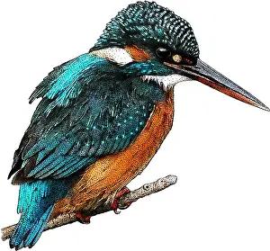 Eurasian Kingfisher Images Drucke: Common kingfisher