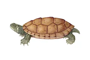 North American Reptiles Drucke: Common Map Turtle