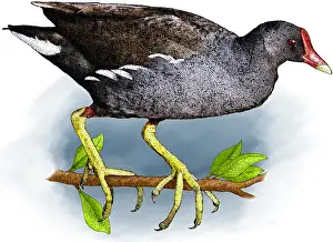 Bird Illustrations Drucke: Common moorhen