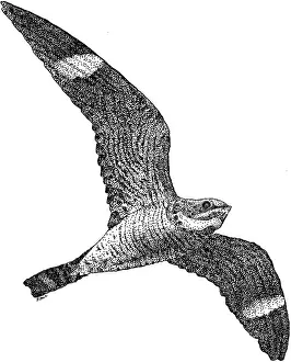 Grauschnäppchen
