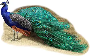 Pavo Cristatus Images Drucke: Common Peacock