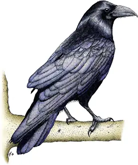 North American Wildlife Art Drucke: Common Raven