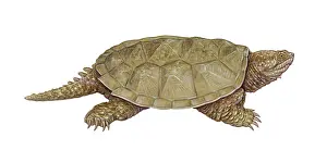 Wildlife Illustration Art Drucke: Common Snapping Turtle