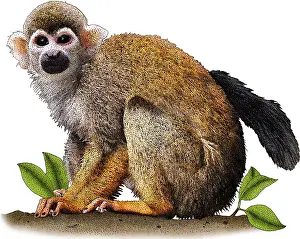New World Monkeys Drucke: Common Squirrel Monkey, Illustration