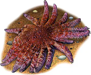 Marine Life Illustrations Drucke: Common Sunstar