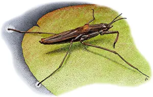 American Wildlife Illustrations Drucke: Common Water Strider